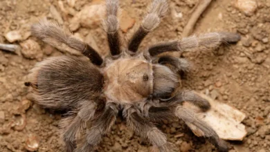 Aphonopelma geotoma