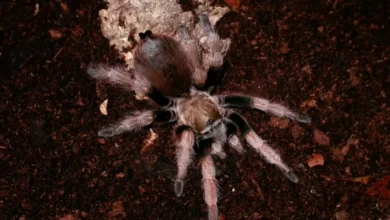 Aphonopelma gertschi