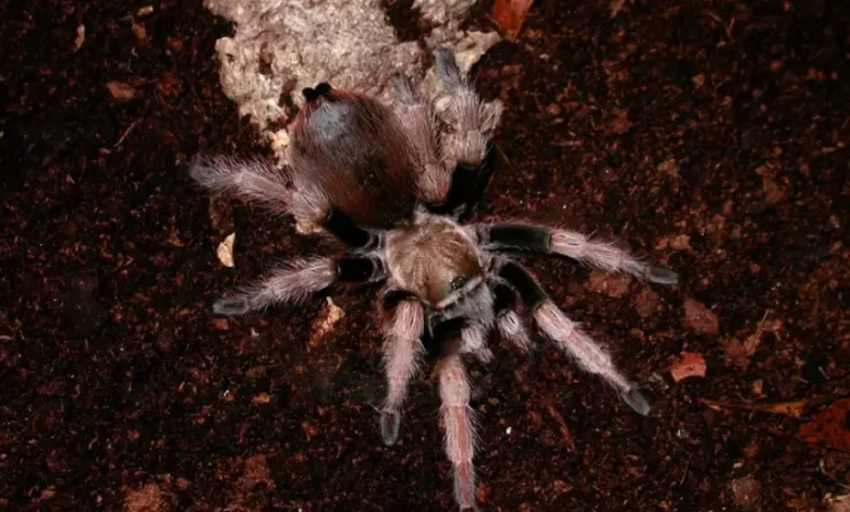 Aphonopelma gertschi