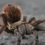 Aphonopelma griseum