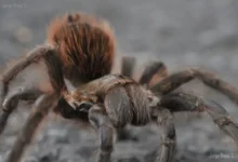 Aphonopelma griseum