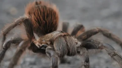 Aphonopelma griseum