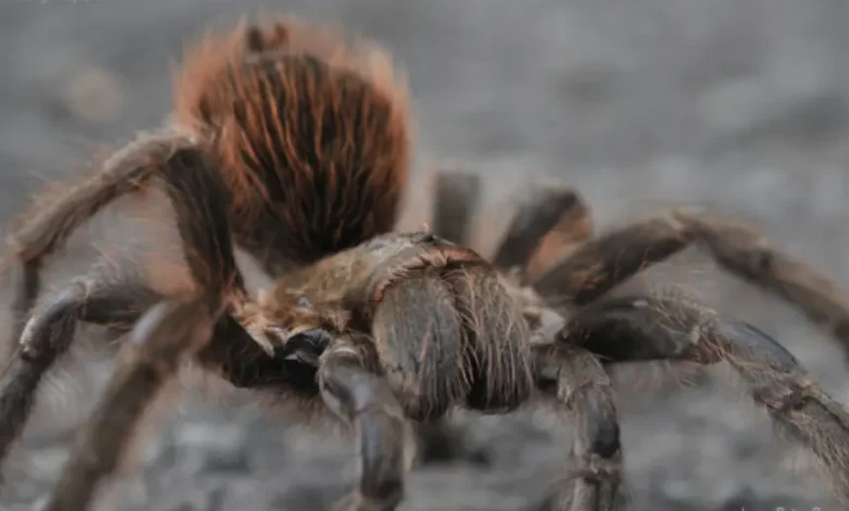 Aphonopelma griseum