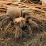 Aphonopelma hageni