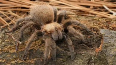 Aphonopelma hageni