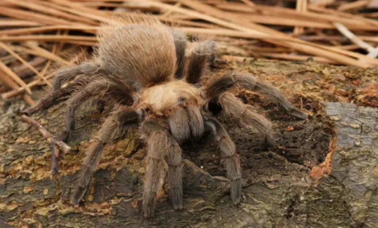 Aphonopelma hageni