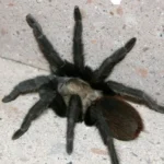 Aphonopelma helluo