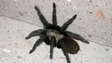 Aphonopelma helluo