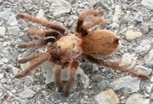 Aphonopelma hentzi