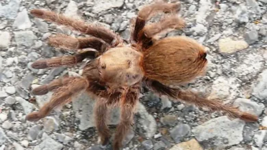 Aphonopelma hentzi