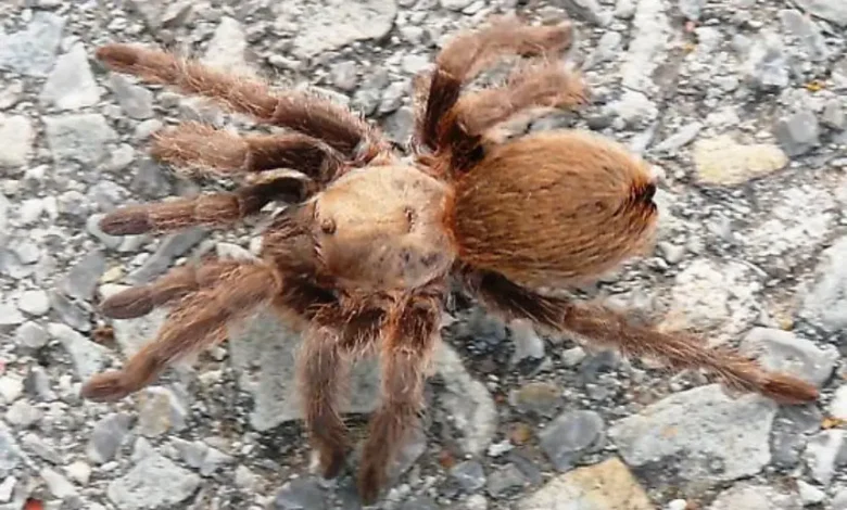 Aphonopelma hentzi