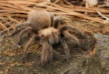 Aphonopelma hentzi