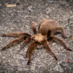 Aphonopelma hesperum