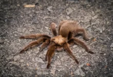 Aphonopelma hesperum