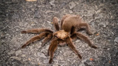 Aphonopelma hesperum