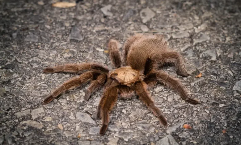 Aphonopelma hesperum