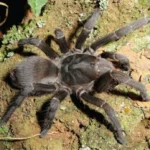 Aphonopelma icenoglei