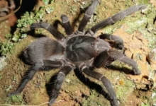 Aphonopelma icenoglei
