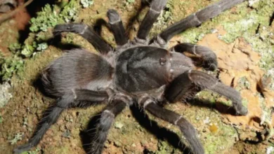 Aphonopelma icenoglei