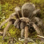 Aphonopelma iodius