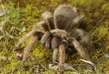 Aphonopelma iodius