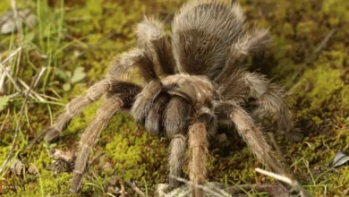 Aphonopelma iodius