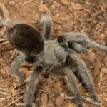 Aphonopelma johnnycashi