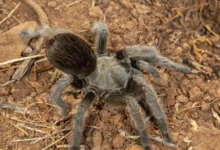 Aphonopelma johnnycashi