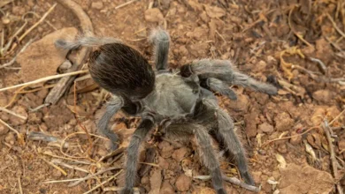 Aphonopelma johnnycashi