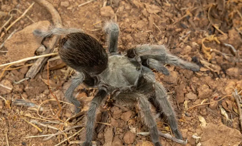 Aphonopelma johnnycashi