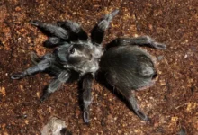 Aphonopelma joshua