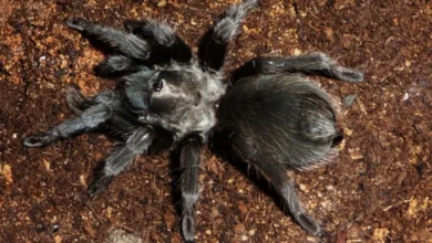 Aphonopelma joshua