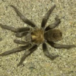 Aphonopelma levii