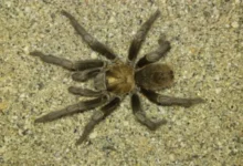 Aphonopelma levii