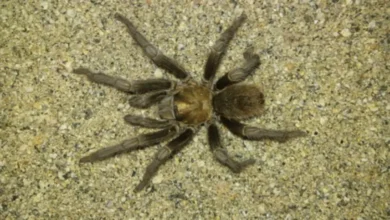 Aphonopelma levii