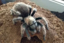 Aphonopelma madera
