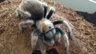 Aphonopelma madera