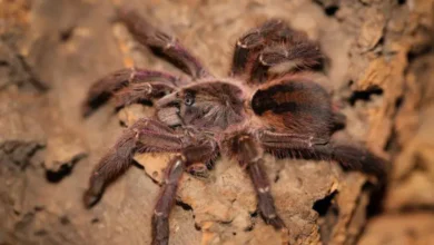 Aphonopelma mareki