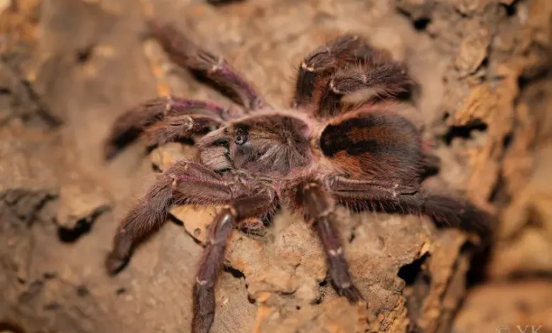 Aphonopelma mareki