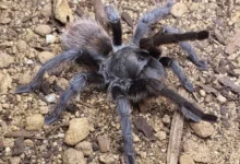 Aphonopelma marxi