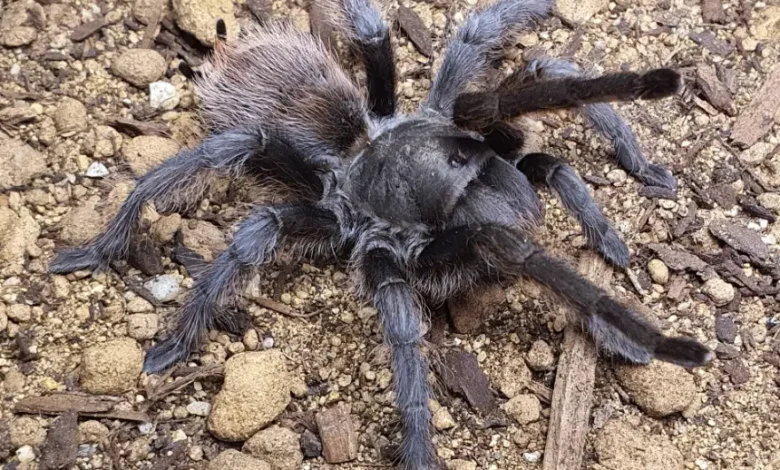 Aphonopelma marxi