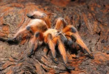 Aphonopelma moderatum