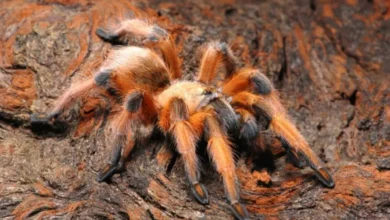 Aphonopelma moderatum