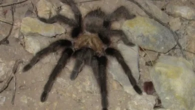 Aphonopelma moellendorfi