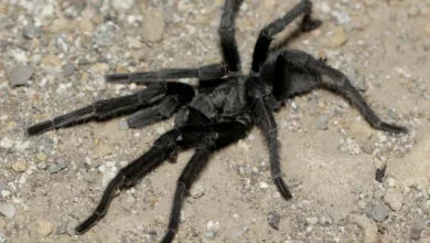 Aphonopelma mojave