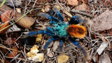 Aphonopelma mooreae