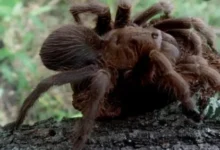 Aphonopelma nayaritum