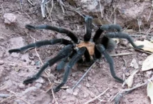 Aphonopelma pallidum