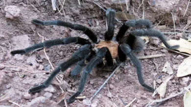 Aphonopelma pallidum