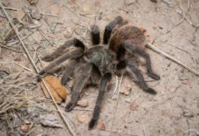 Aphonopelma parvum